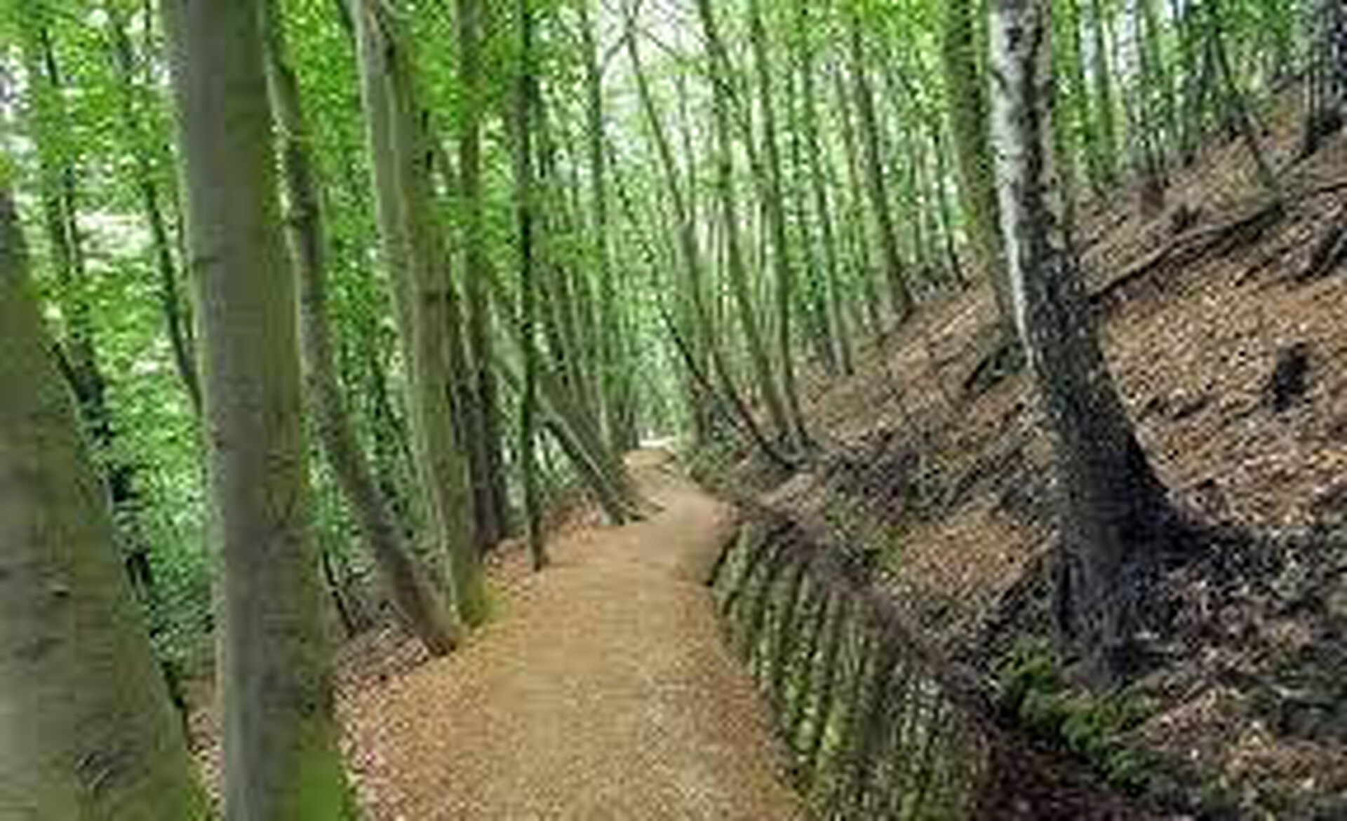 Wandelroute: Stukje Walk of Wisdom
