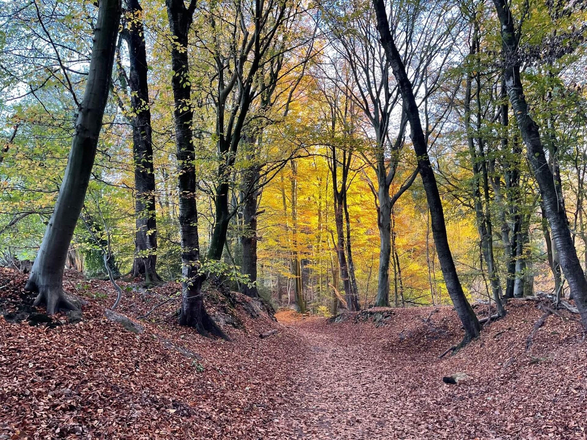 Wandelroute: Mooiste plekjesroute de Biesselt & Plasmolen