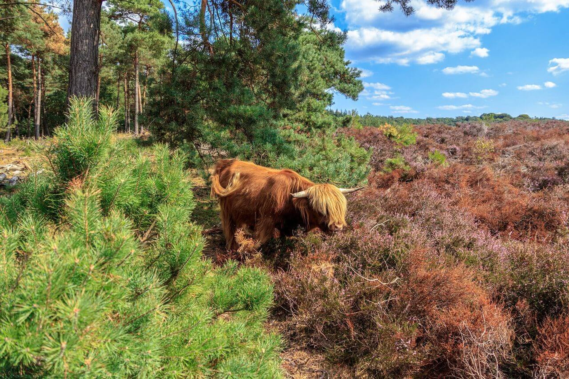 Wandelroute: Wandelen óp en óver het randje Mook en Middelaar