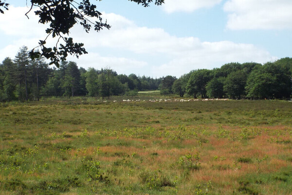 Wandelroute: Wandelen óp en óver het randje Mook en Middelaar