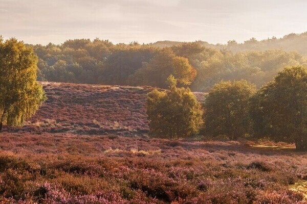 Wandelroute: Slag op de Mookerheide route