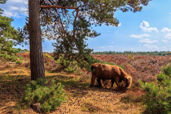 Fietsroute: Liberation route Mook - Heumen