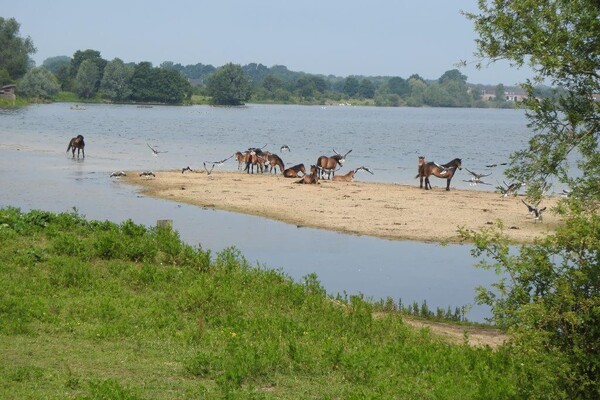 Wandelroute: Maas in ‘t midden