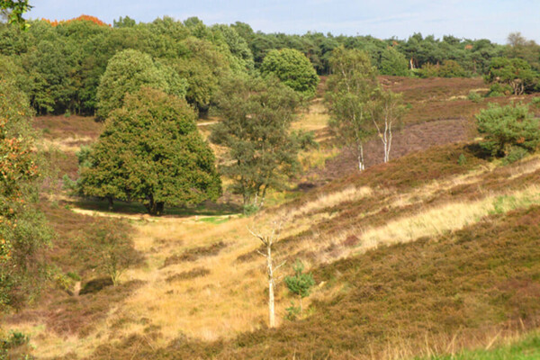 Wandelroute: Slag op de Mookerheide route