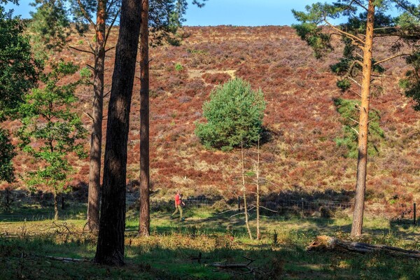 Wandelroute: De Bisselt